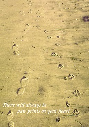 975 Paws/footprints in sand
